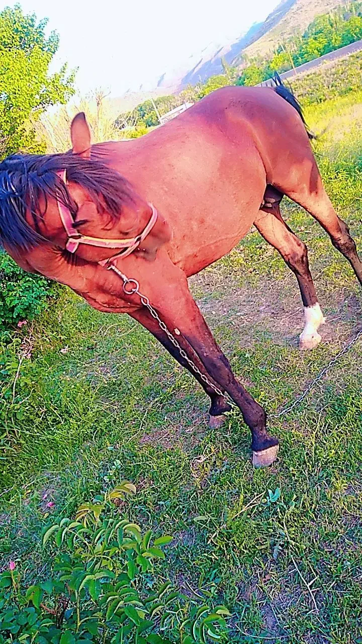 اسب، سواری سر دوم گیر|اسب و تجهیزات اسب‌سواری|لاله زار, |دیوار