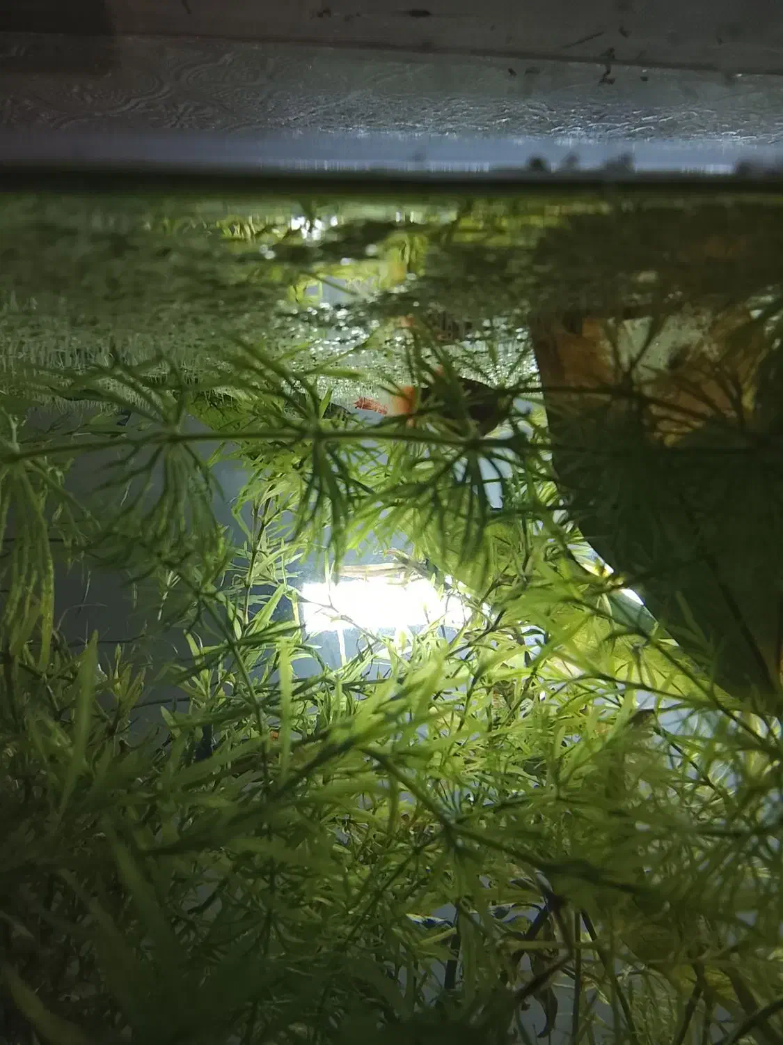 پلاتی خونی|ماهی|ارومیه, |دیوار