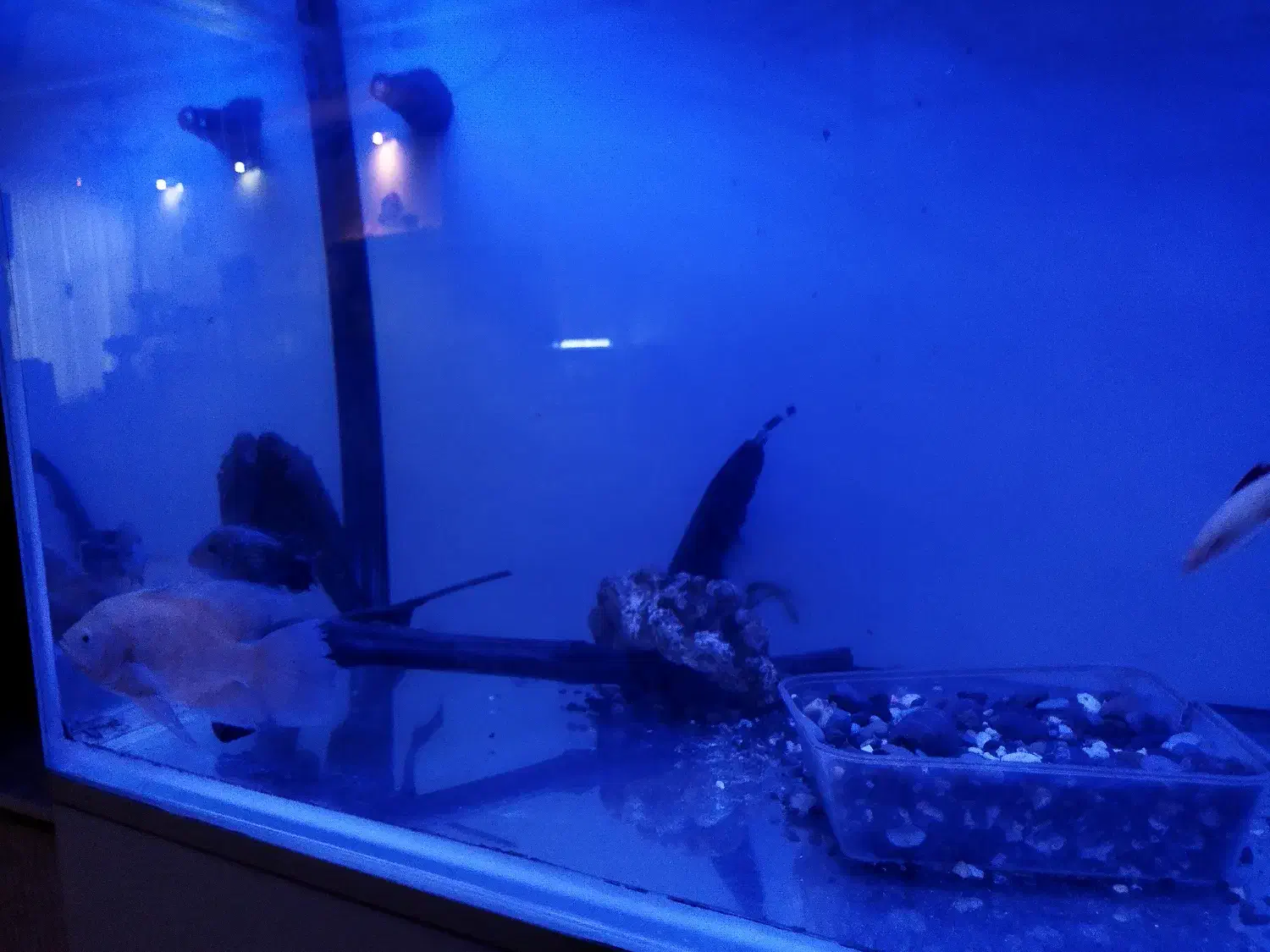 ماهی|ماهی|تهران, نیروی هوایی (پیروزی)|دیوار