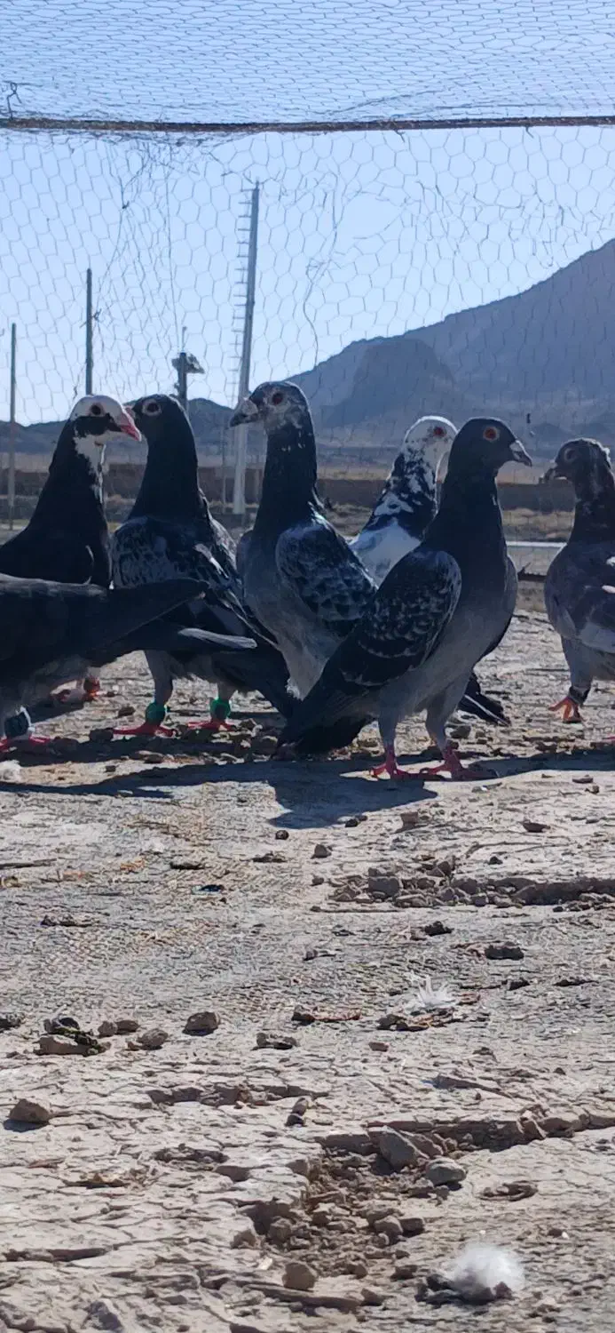 کفتر خاش|پرنده|میرجاوه, |دیوار