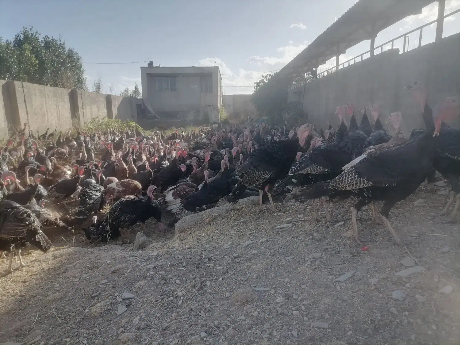 بوقلمون ماده تخم گذار بوربون و برنز|حیوانات مزرعه|کرفتو, |دیوار