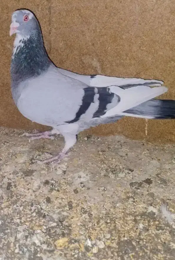 سبز پلنگ نر گمشده|پرنده|زرند, |دیوار