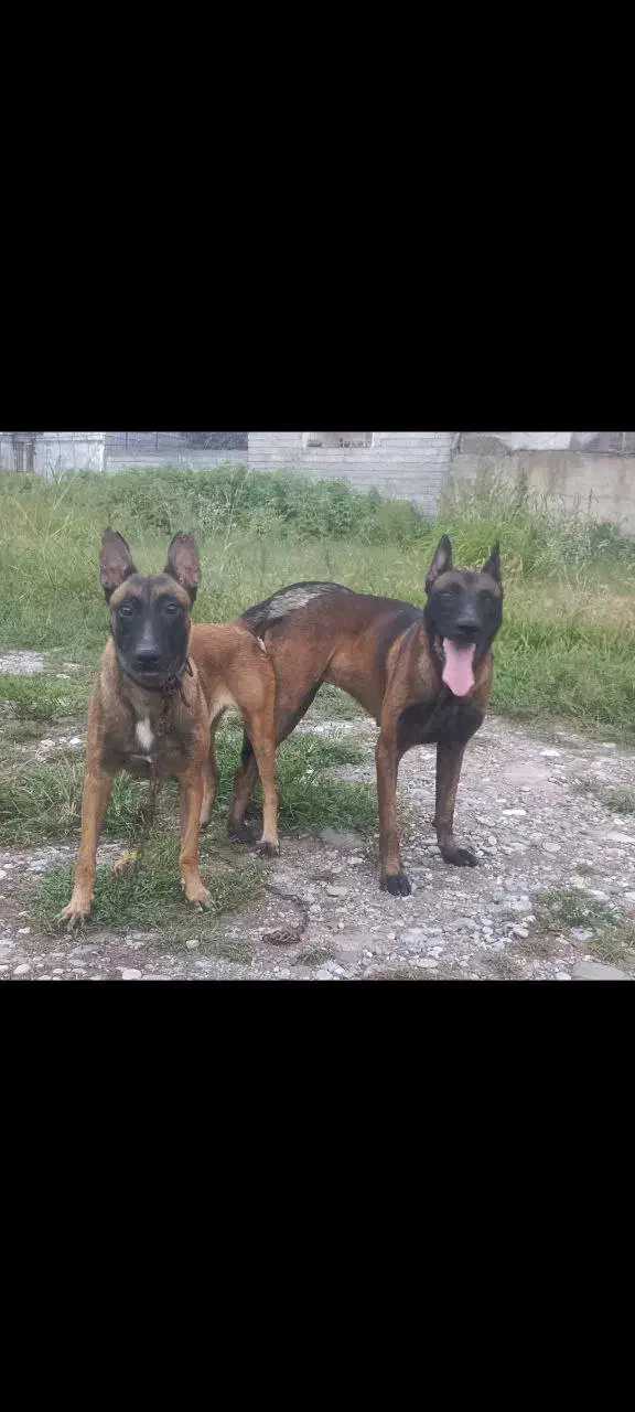 دو تا توله مالینیوز با کیفیت فوق العاده|سگ|زرگرشهر, |دیوار