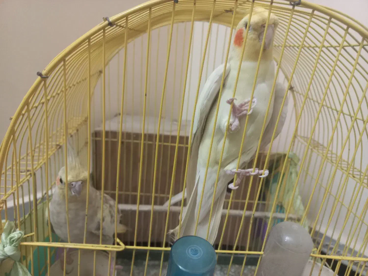 عروس هلندی|پرنده|گنبد کاووس, |دیوار