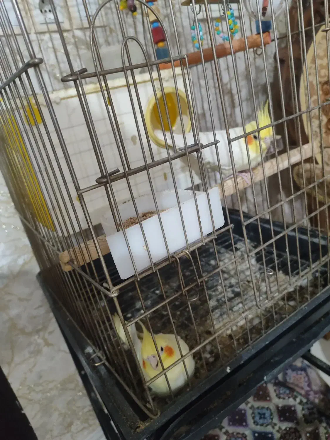 فروش مرغ هلندی|پرنده|شاهین دژ, |دیوار