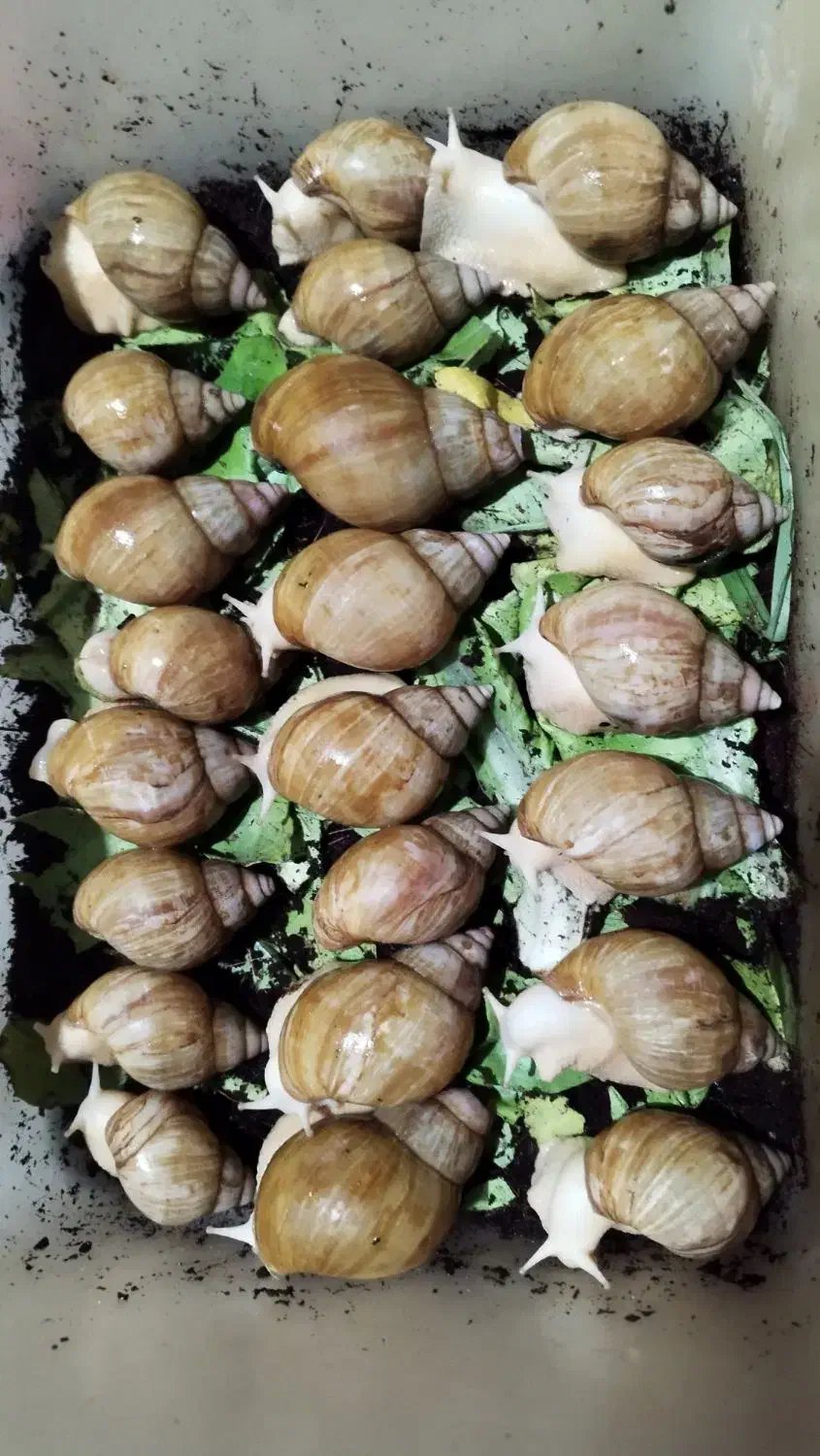 حلزون درمانی،زینتی|خزنده|فسا, |دیوار