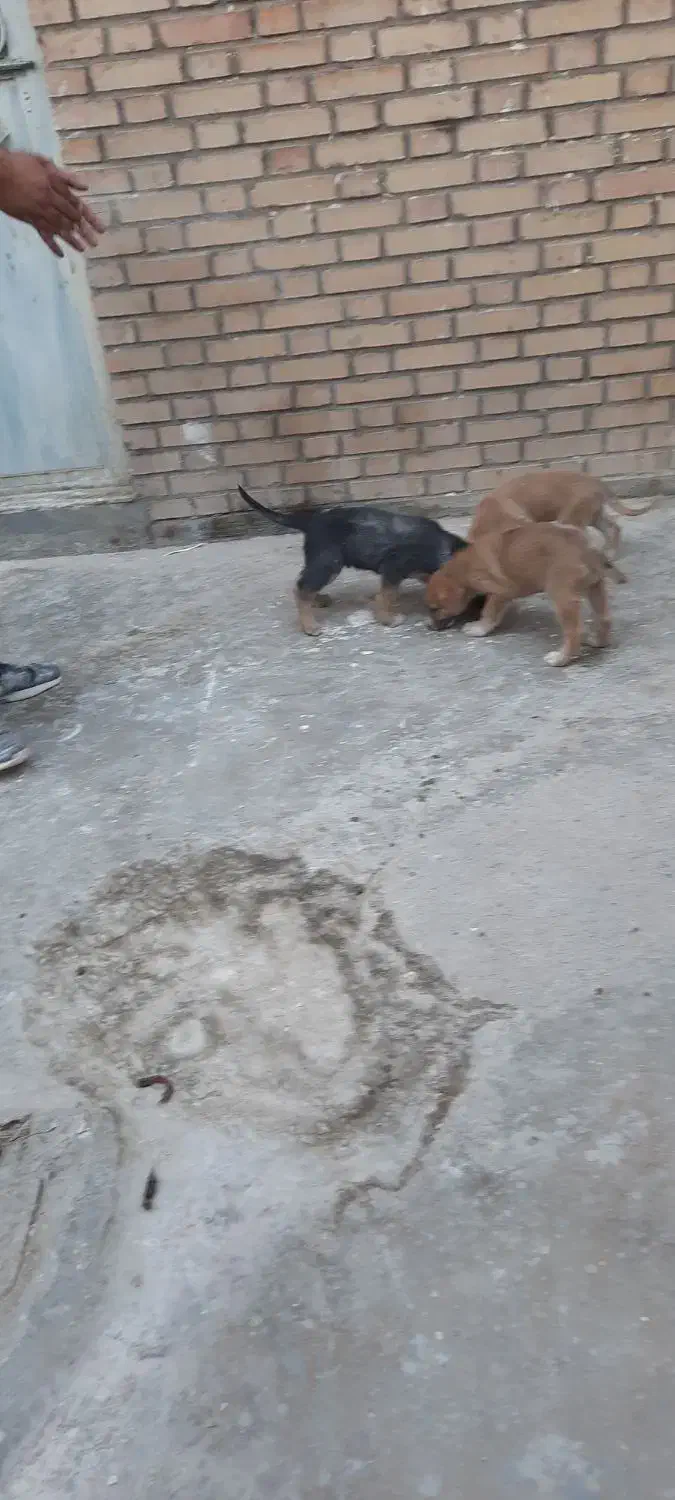 توله ژرمن شپرد|سگ|پاکدشت, پاکدشت (مامازند)|دیوار