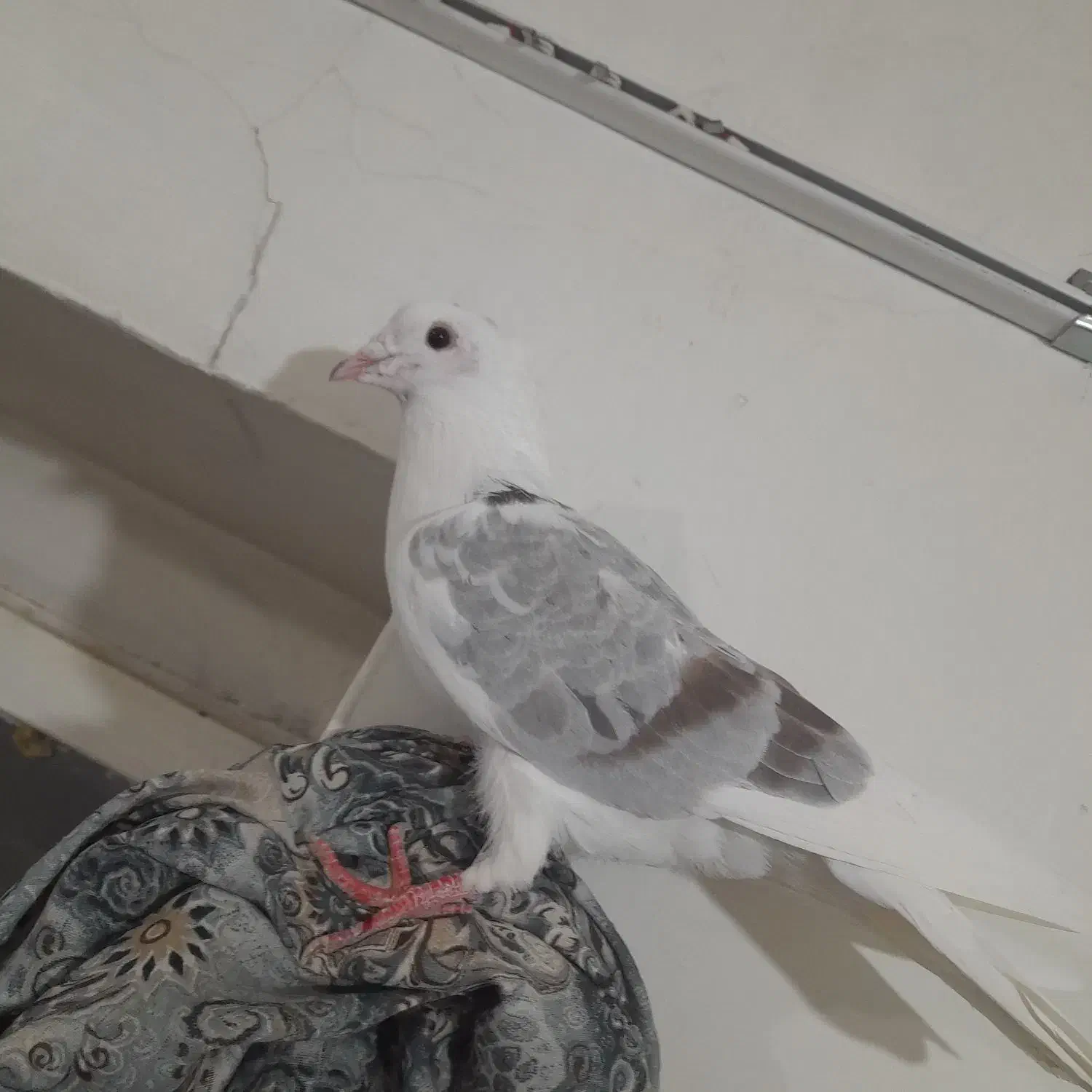 کبوتر|پرنده|سیلاخور, |دیوار