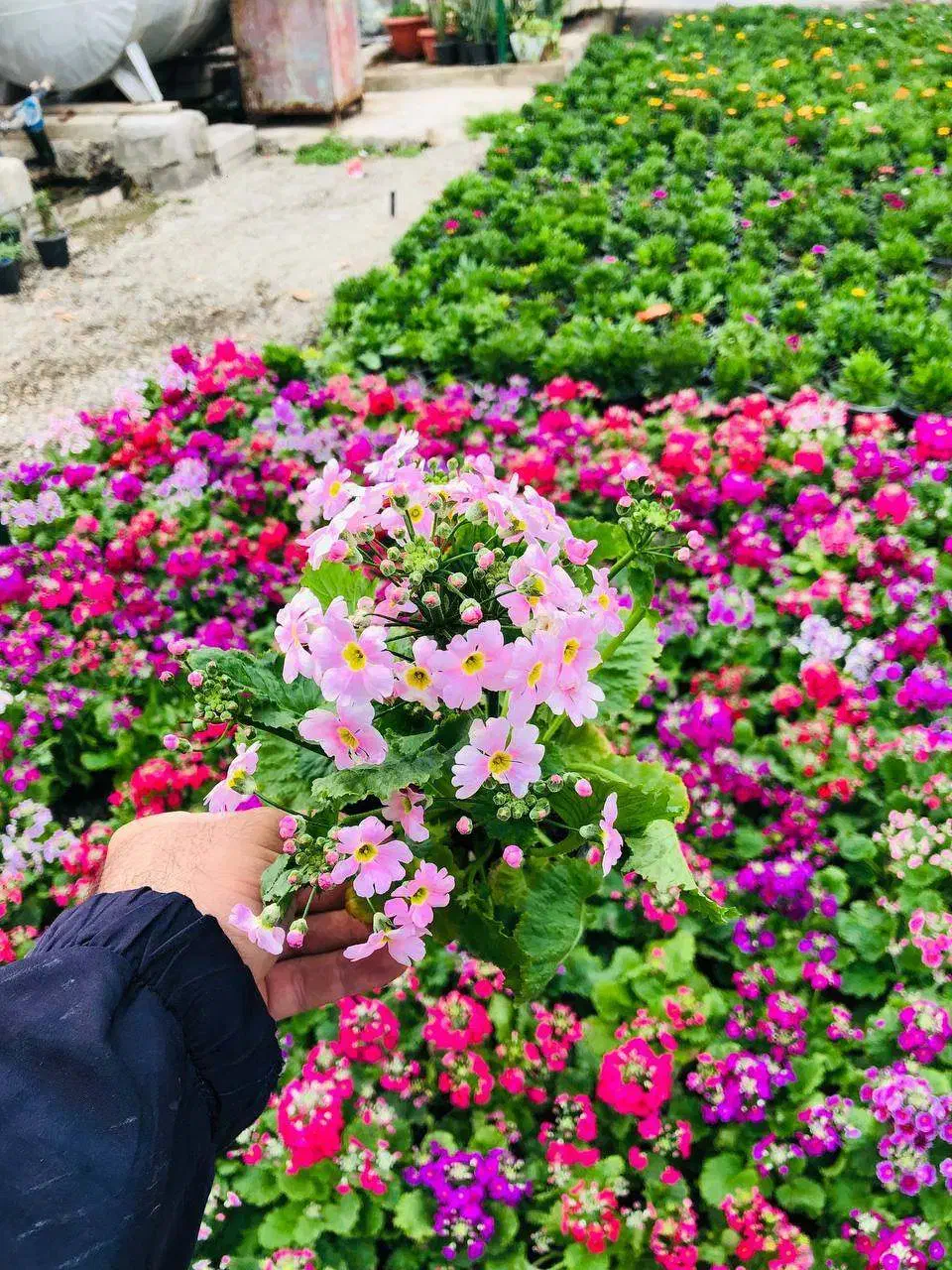 گل خاک|گل و گیاه طبیعی|رباطکریم, شهرک درخشان|دیوار