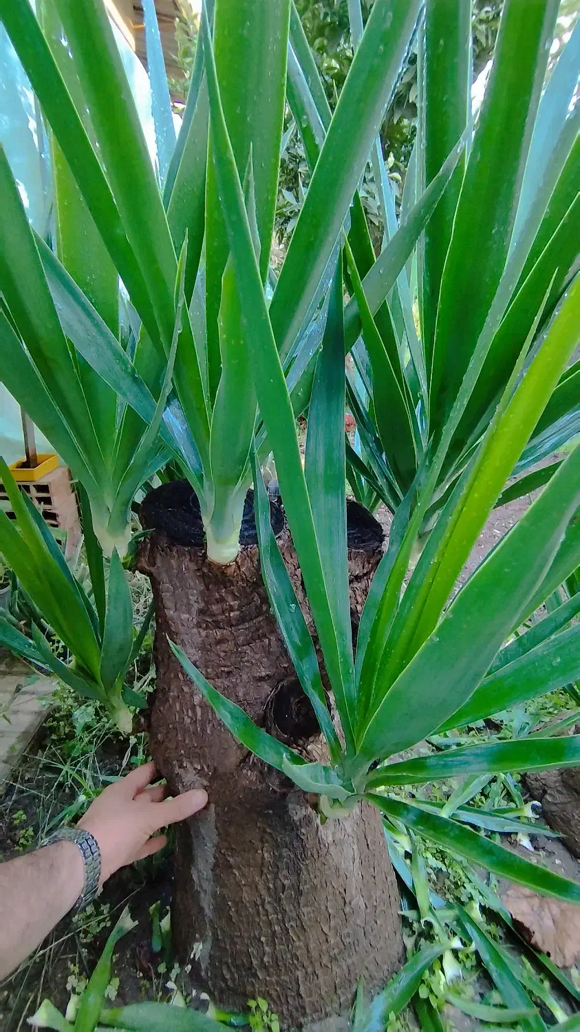 فروش گل یوکا|گل و گیاه طبیعی|گلوگاه, |دیوار