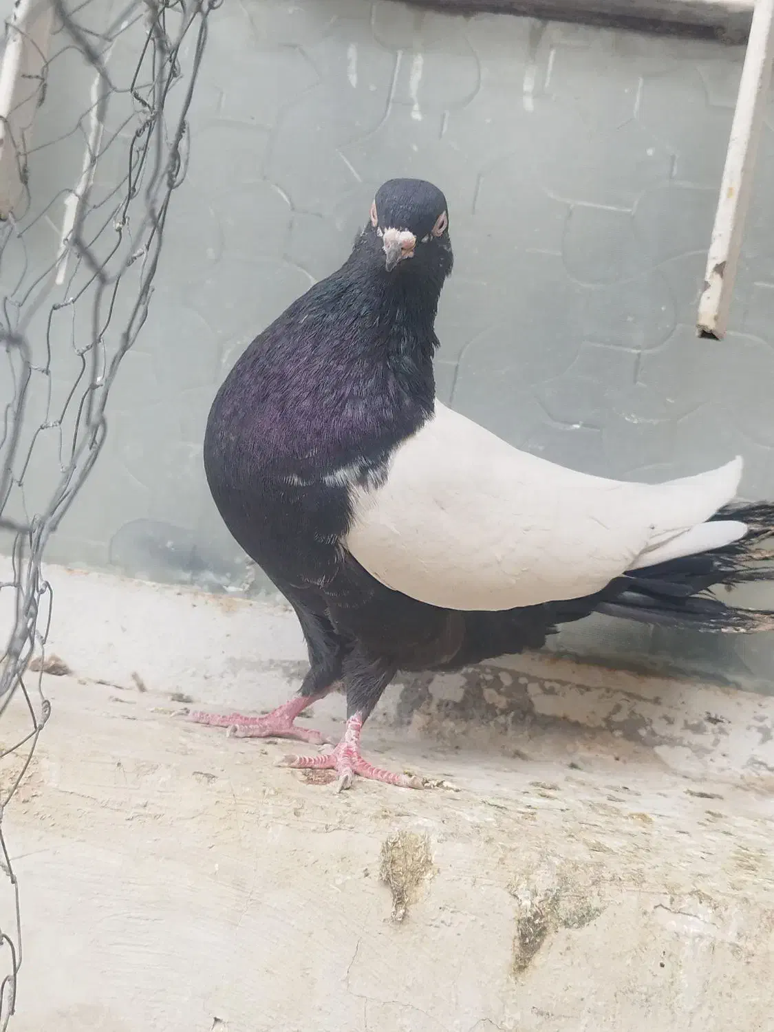 ماده سینه ای جوان تازه ۱۰بند شده|پرنده|بهبهان, |دیوار