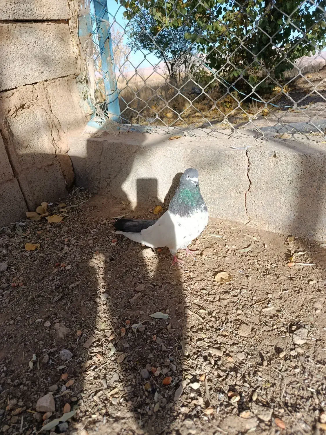 کبوتر کله دمسبز نر و ۱۲عدد جوجه|پرنده|کبودرآهنگ, |دیوار