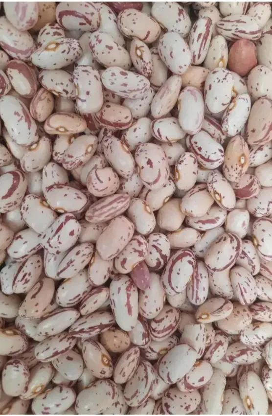 لوبیا چیتی تازه امسال|خوردنی و آشامیدنی|پلدشت, |دیوار