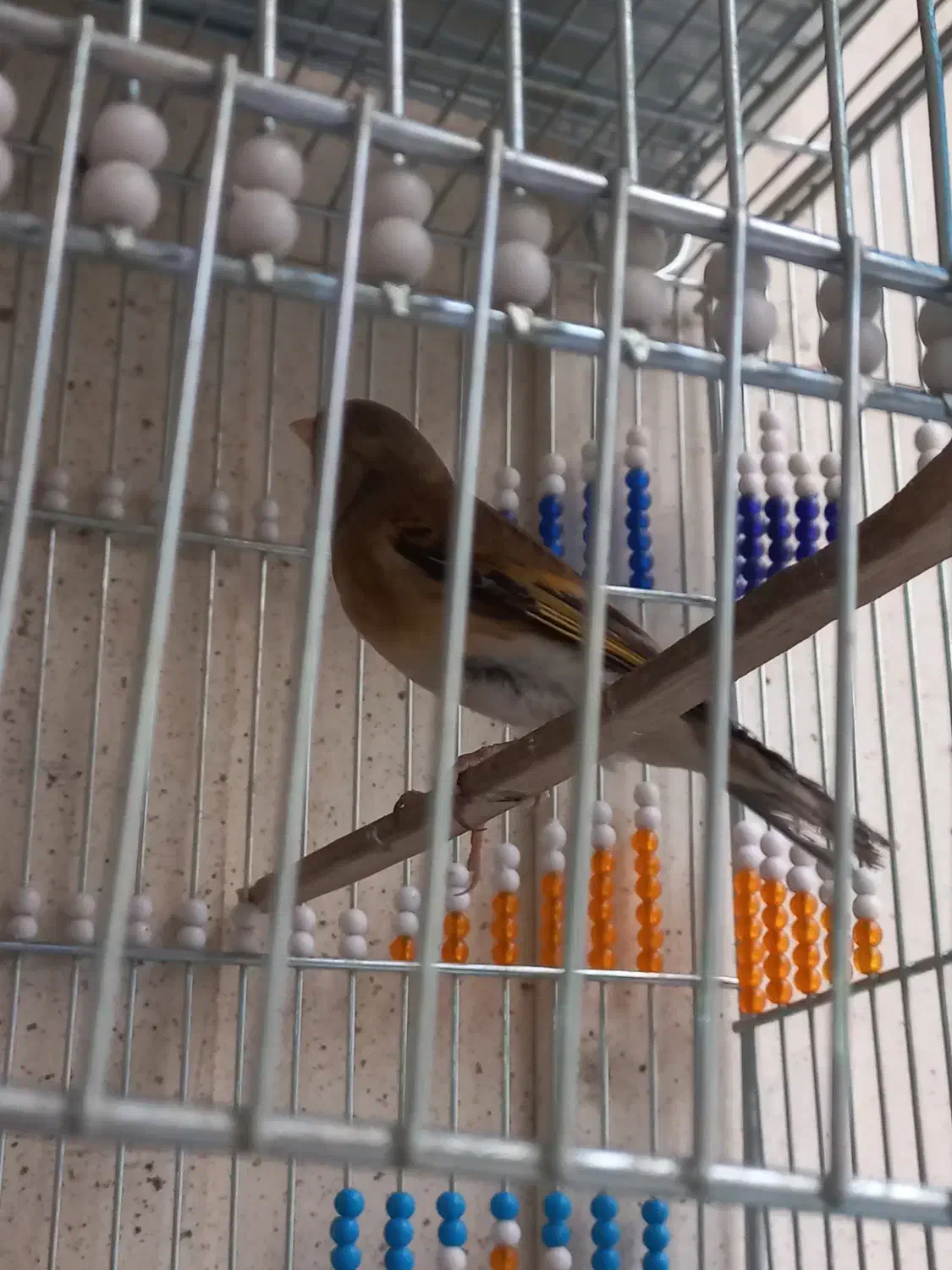 سهره قناری شلاقی بخون|پرنده|برخوار, |دیوار