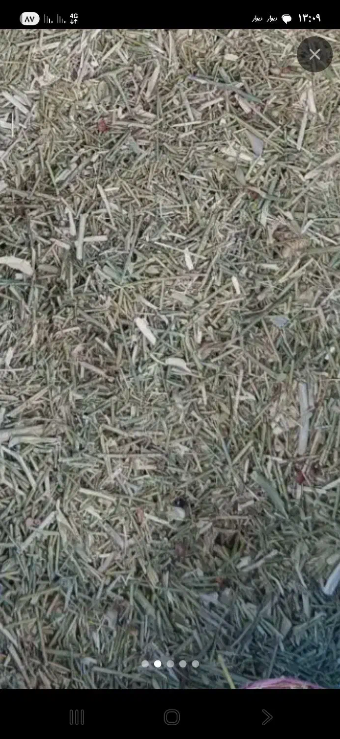 خار دانه دار|حیوانات مزرعه|تربت جام, جامرود|دیوار