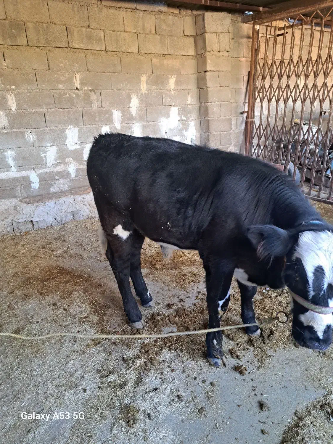 گاو و گوساله سمینتال|حیوانات مزرعه|دره شهر, |دیوار