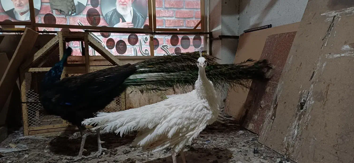 یک جفت طاووس مولد|پرنده|مشهد, ولیعصر (شهرک غرب)|دیوار