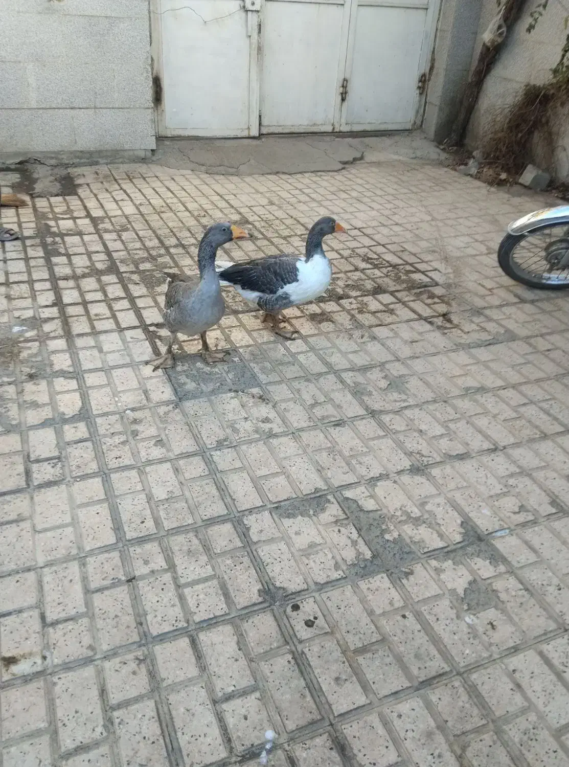 یک جفت غاز جوان|حیوانات مزرعه|مشهد, ایوان|دیوار