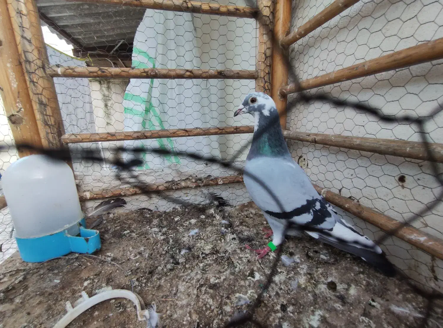 پلاکی ماده|پرنده|مینودشت, |دیوار