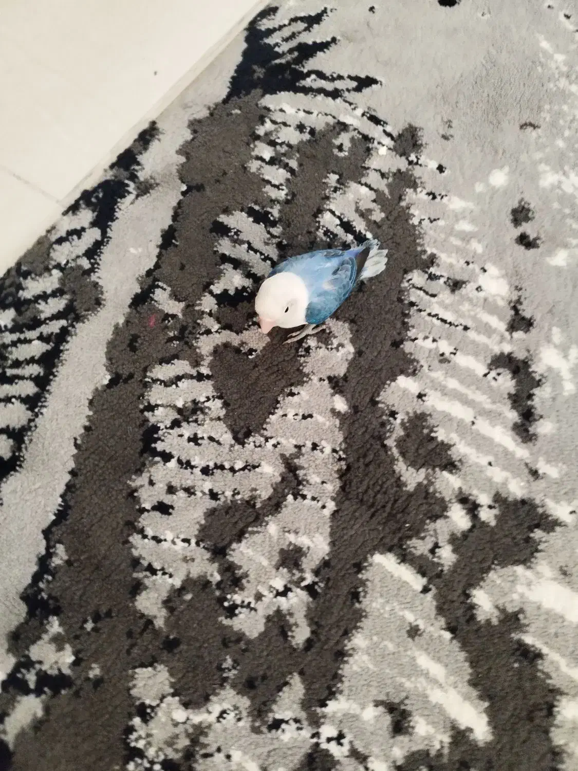 کوتوله|پرنده|مشهد, امیریه|دیوار