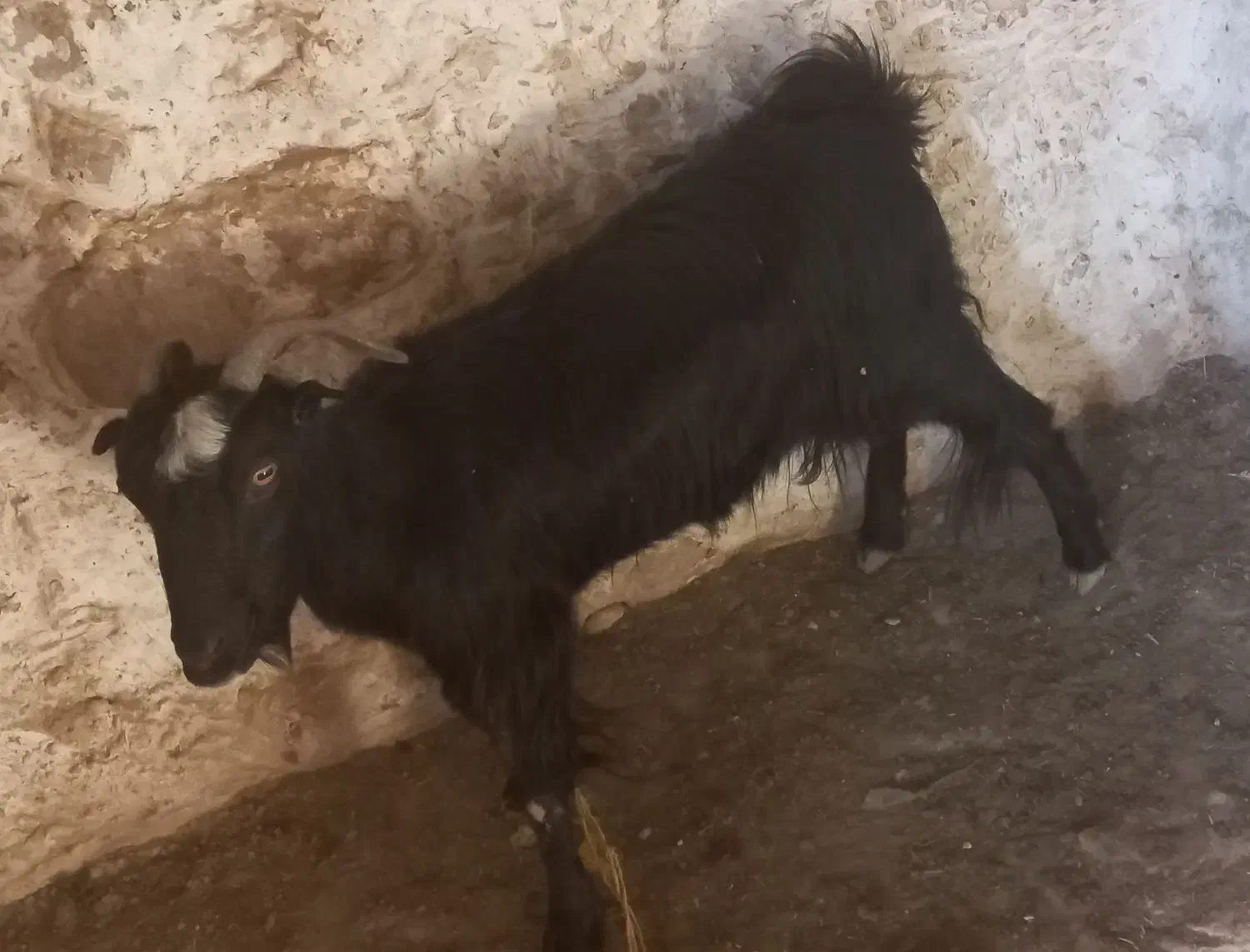 ..بز|حیوانات مزرعه|لامرد, |دیوار