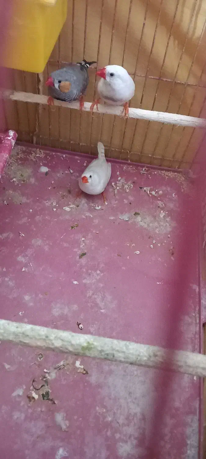 فنچ زبرا قیمت ۶۰۰|حیوانات|بندر ماهشهر, |دیوار