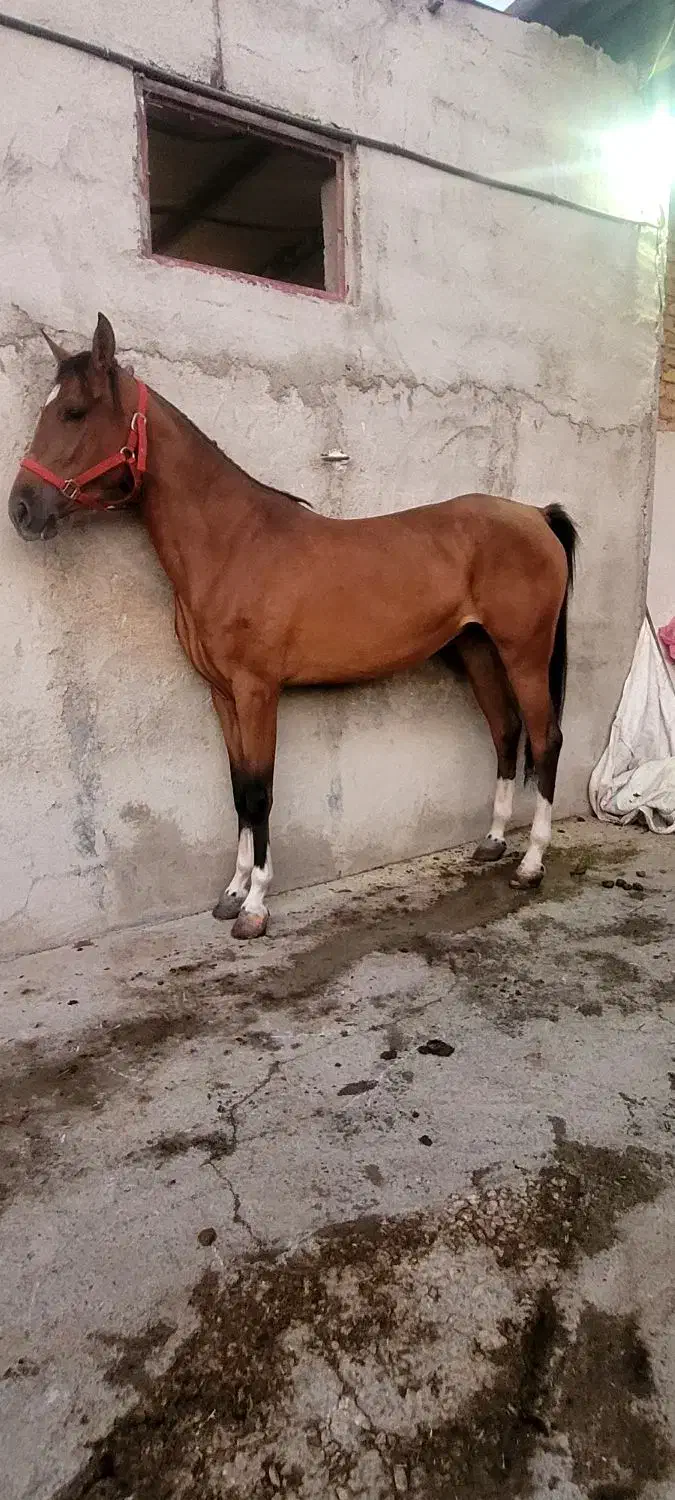 مادیان ۴ ساله|اسب و تجهیزات اسبسواری|گلپایگان, |دیوار