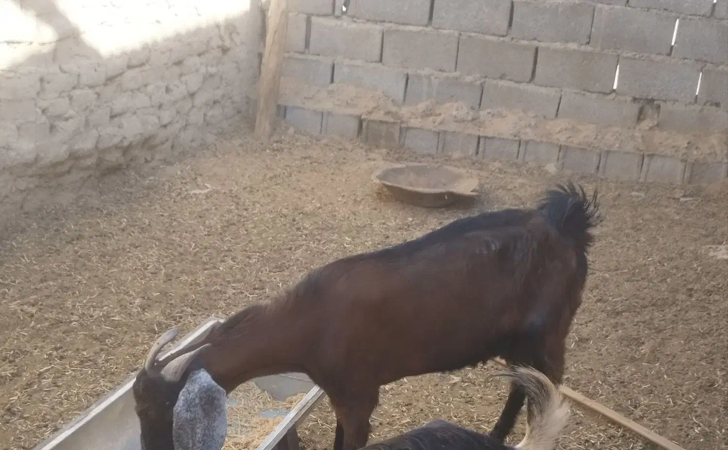 بز مری جوان با نر بوده|حیوانات مزرعه|ایرانشهر, |دیوار