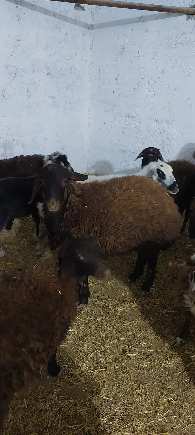 بره نر و ماده|حیوانات مزرعه|اصفهان, قهجاورستان|دیوار