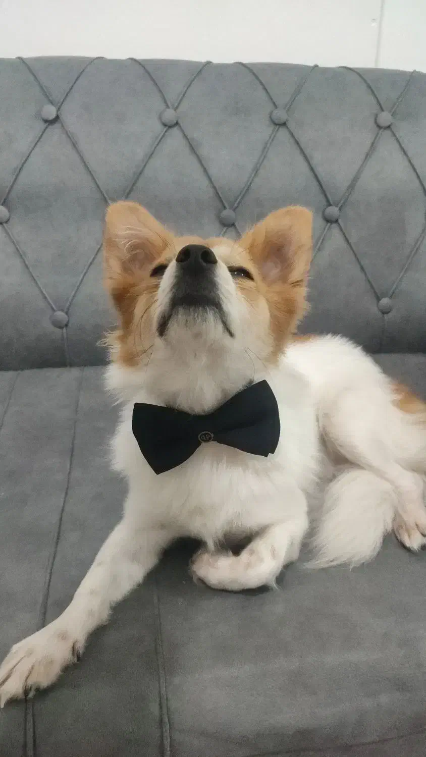 اشپیتز پامر|سگ|بندرعباس, |دیوار