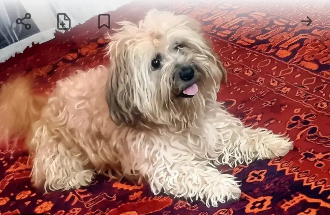 واگذاری سگ|سگ|شیراز, محراب|دیوار