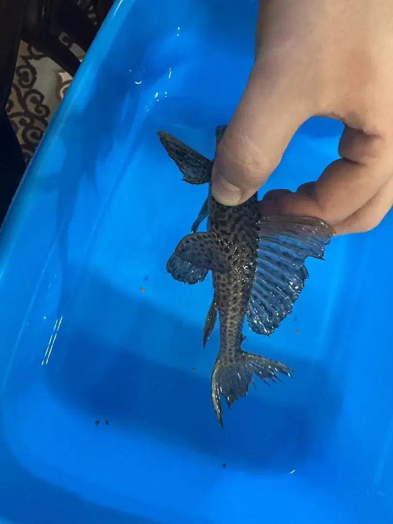 ماهی|ماهی|قم, انصار‌الحسین|دیوار