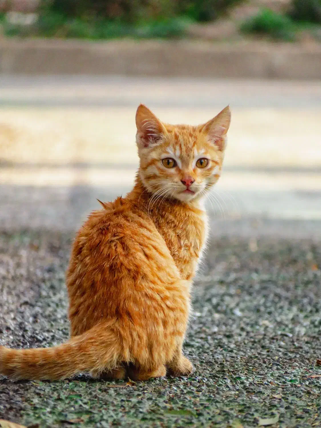 دوربین کنون آکبند  sx720|دوربین عکاسی و فیلم‌برداری|تهران, مشیریه|دیوار