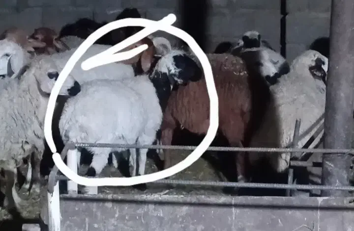 فروش دوراس گوسفند توقلی آبستن|حیوانات مزرعه|شهر بابک, |دیوار