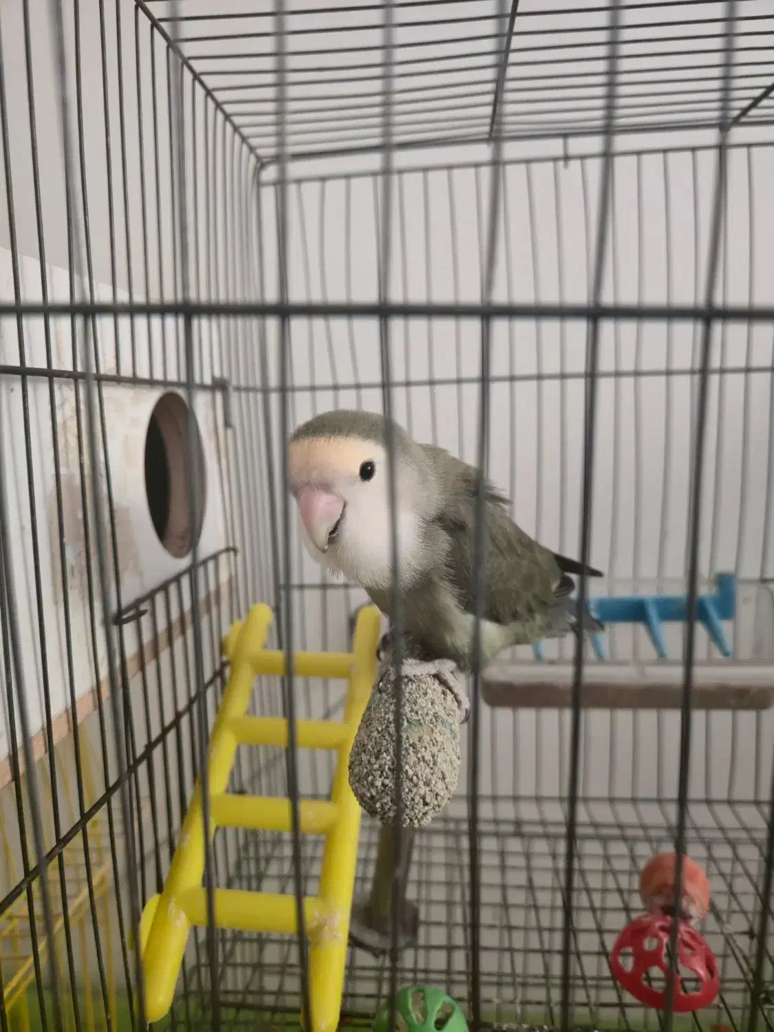 طوطی برزیلی ۵ عدد|پرنده|ارومیه, |دیوار