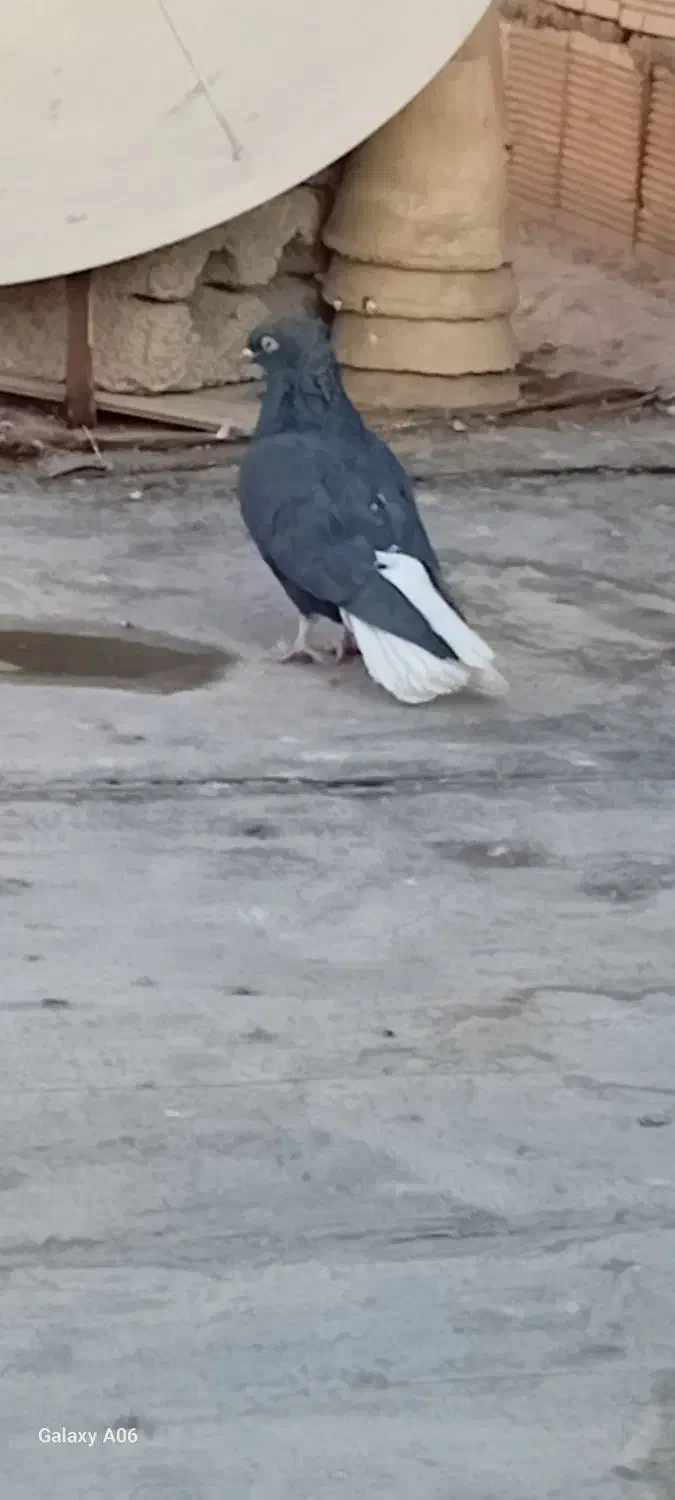 دم سفید|پرنده|فلاورجان, |دیوار