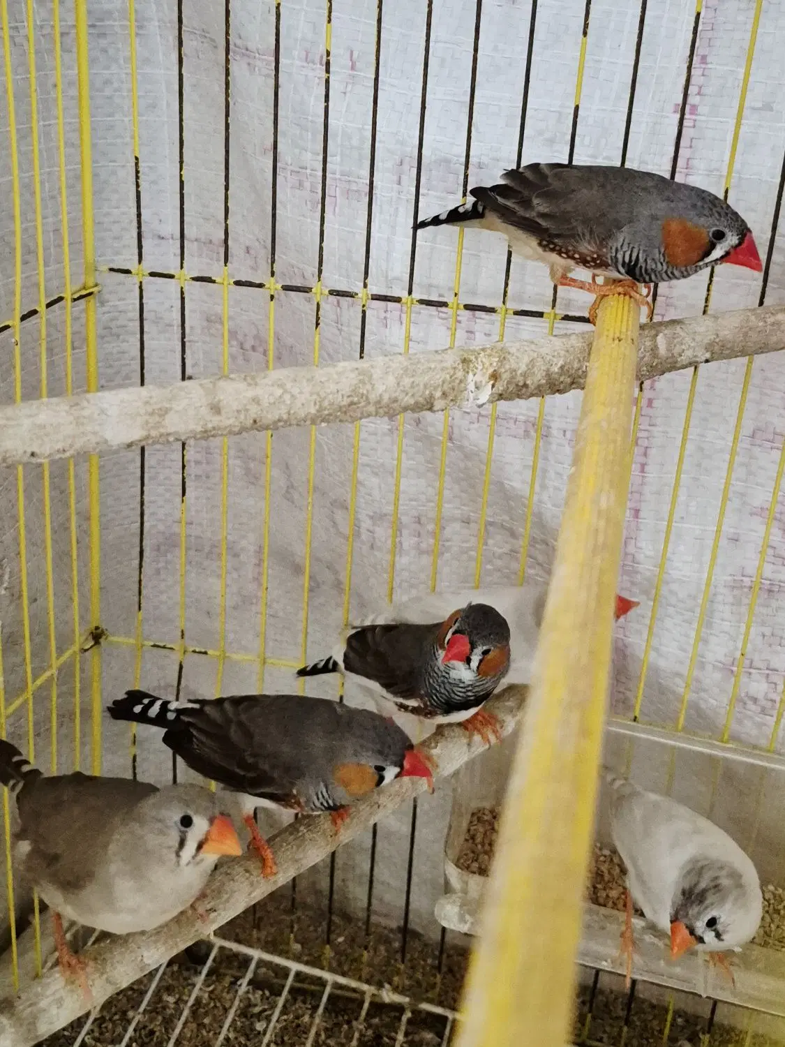 فنچ|پرنده|کازرون, |دیوار