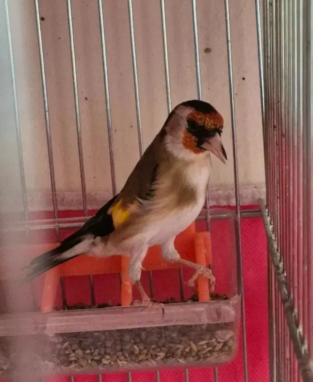 یک عدد قناری سوخته|پرنده|خمینیشهر, |دیوار