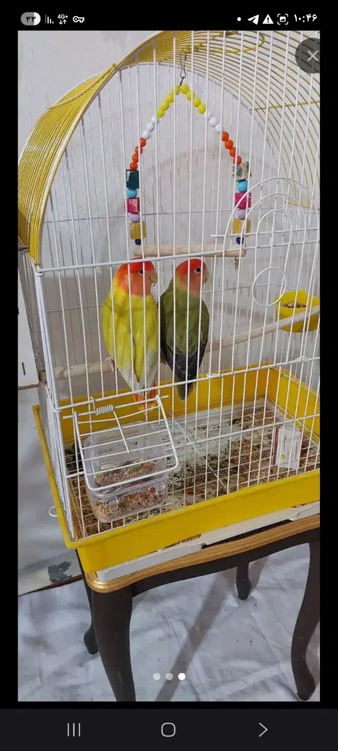 طوطی برزیلی|پرنده|ماکو, |دیوار