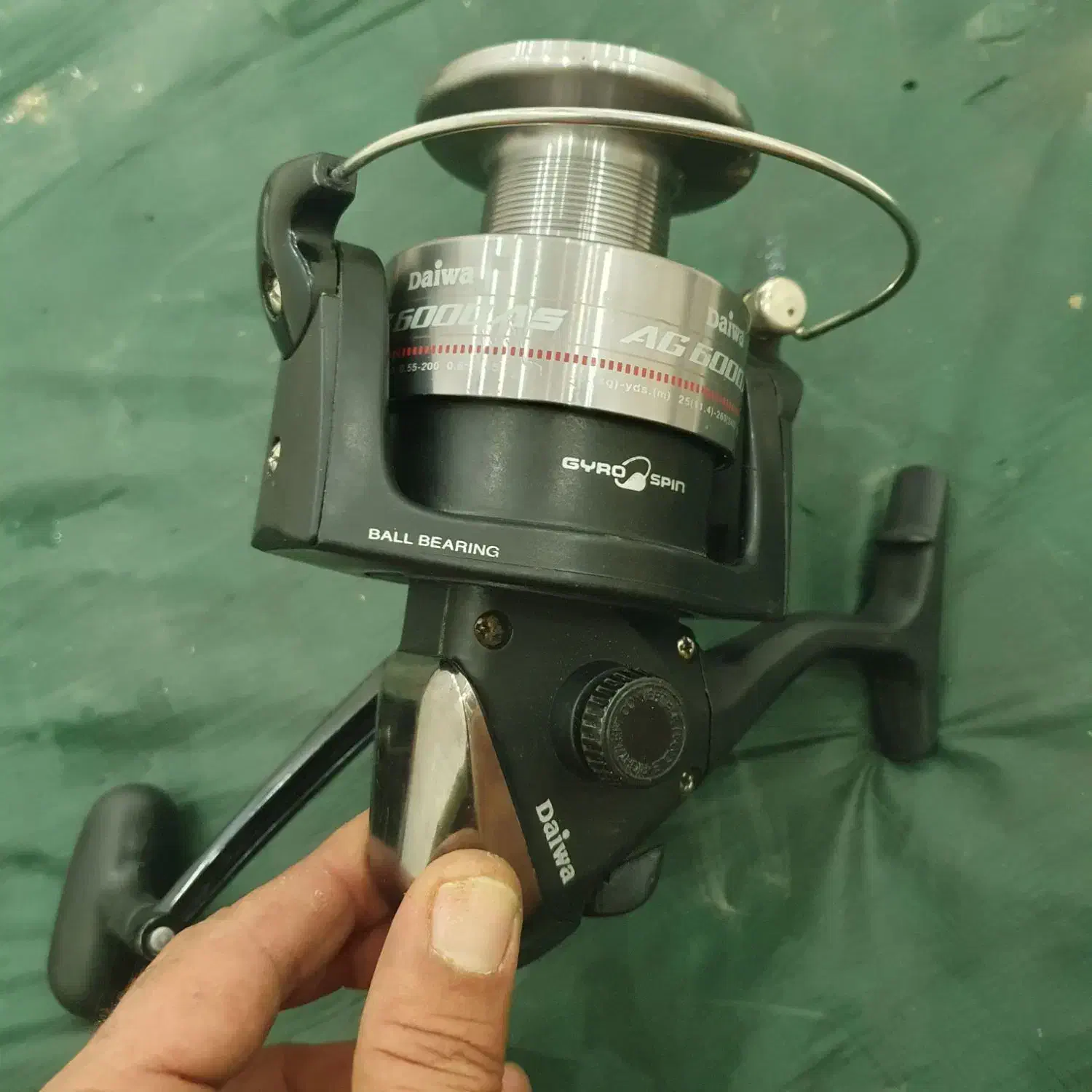 لنسر ماهیگیری|ماهیگیری|گنبد کاووس, |دیوار