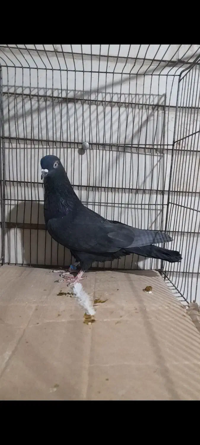 4تا کفتر نر پرش سنگین|پرنده|ری, شهرک نظامی|دیوار