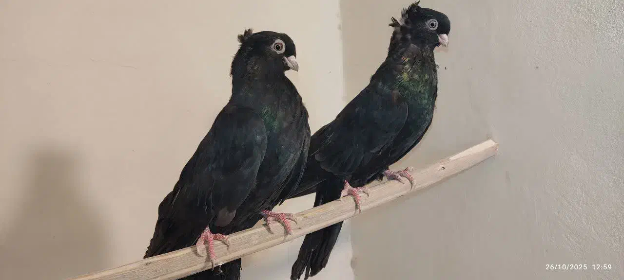 جفت کبوتر صرب اتریش|پرنده|فولادشهر, زاینده رود|دیوار