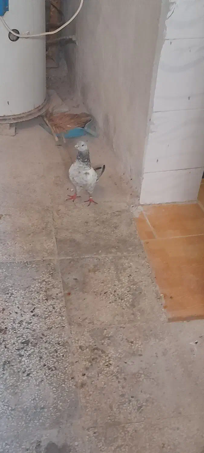 کبوتر|پرنده|بندر کنگان, |دیوار