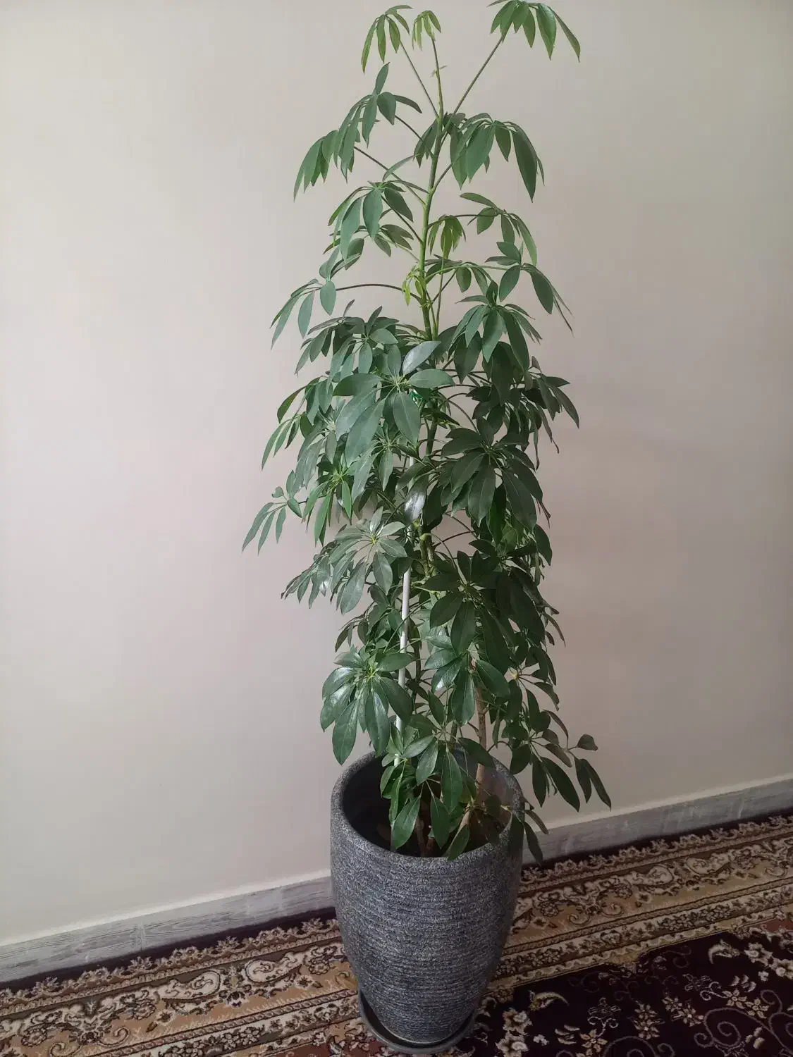 فروش گلهای اپارتمانی|گل و گیاه طبیعی|فارسان, |دیوار