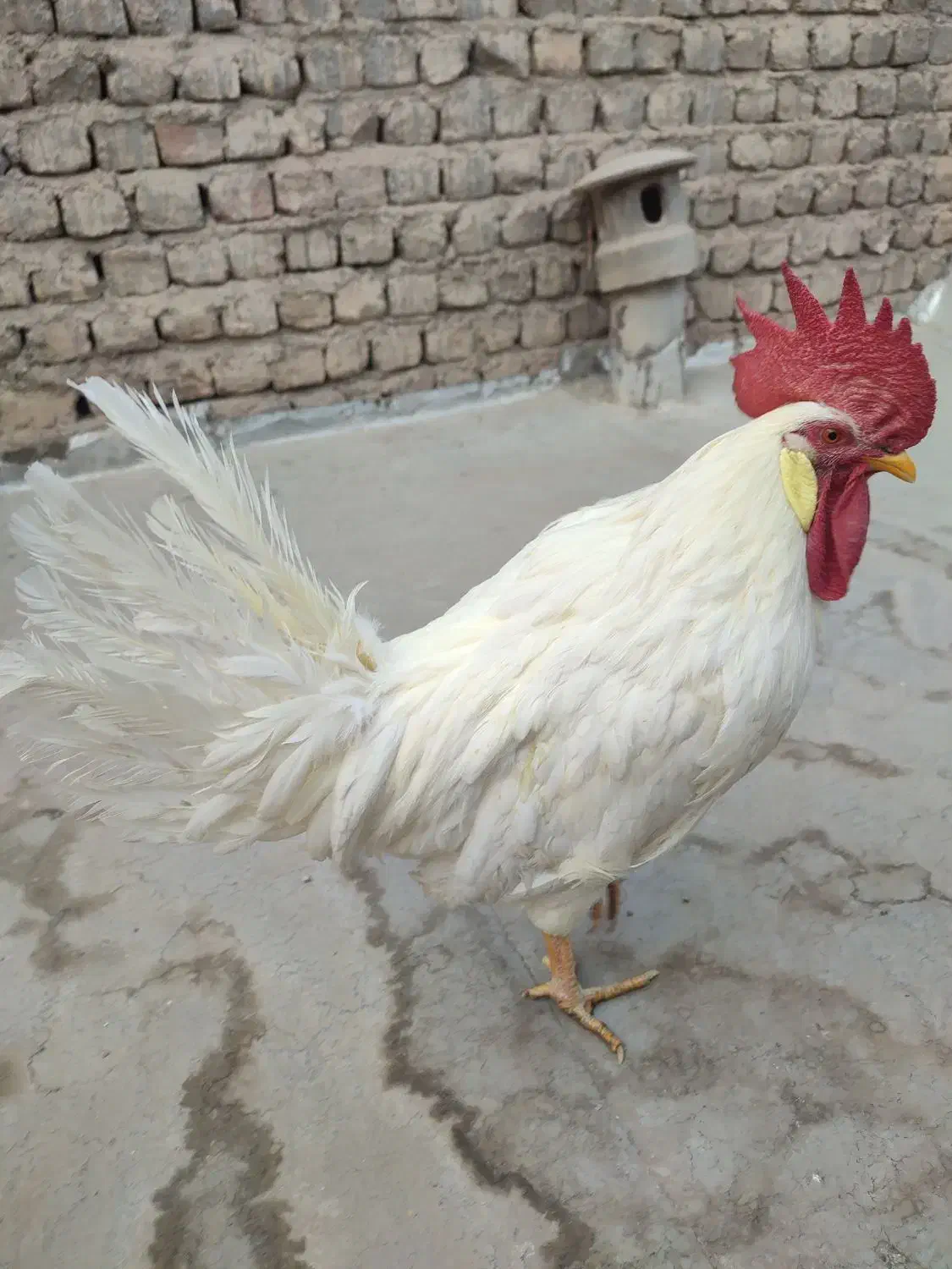 مرغ و خروس خانگی سفید و قهوه ای|حیوانات مزرعه|قم, هنرستان|دیوار