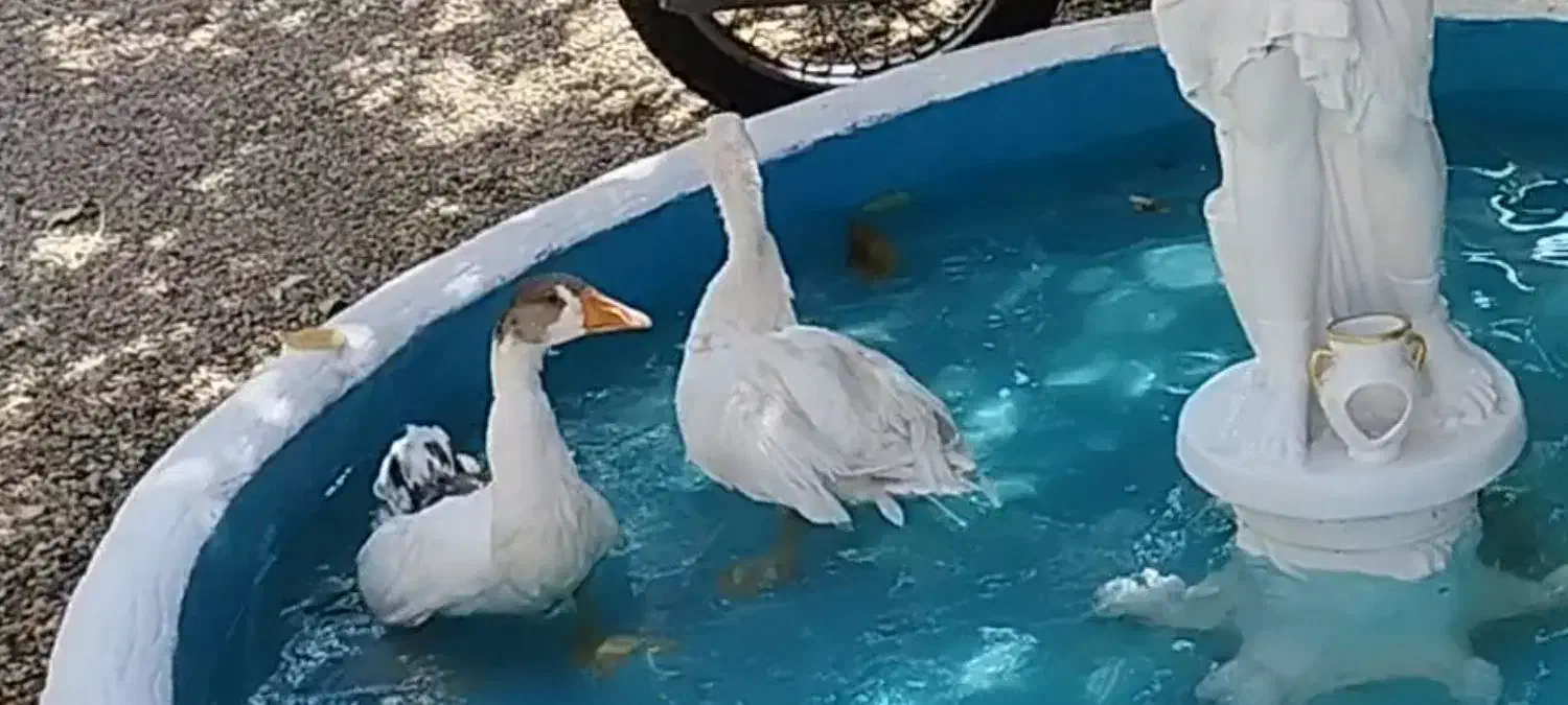 غاز محلی ارگانیک|حیوانات مزرعه|الیگودرز, |دیوار