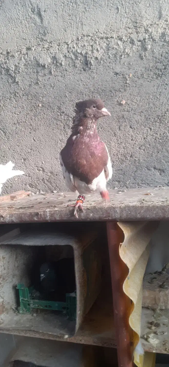 کله سرخ و کله زرد|پرنده|مشهد, چهاربرج|دیوار