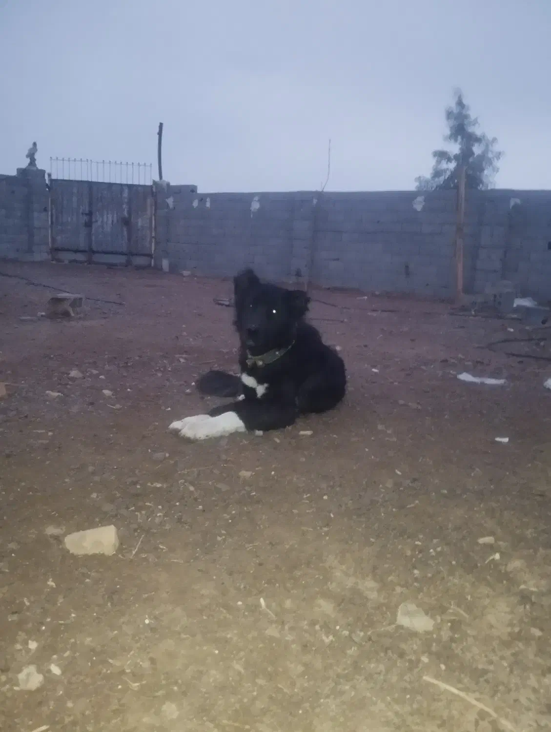 سگ قدرجونی|سگ|اصفهان, سپاهان‌شهر|دیوار