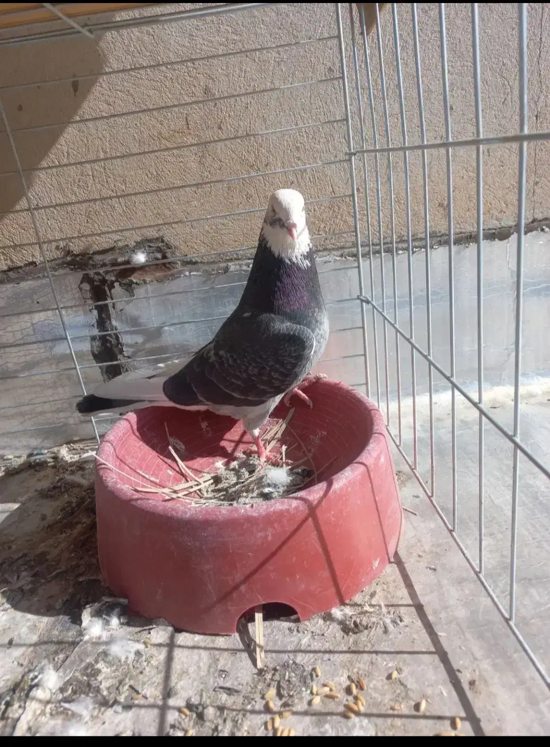 ۳ عدد کفتر نر|پرنده|یزد, |دیوار