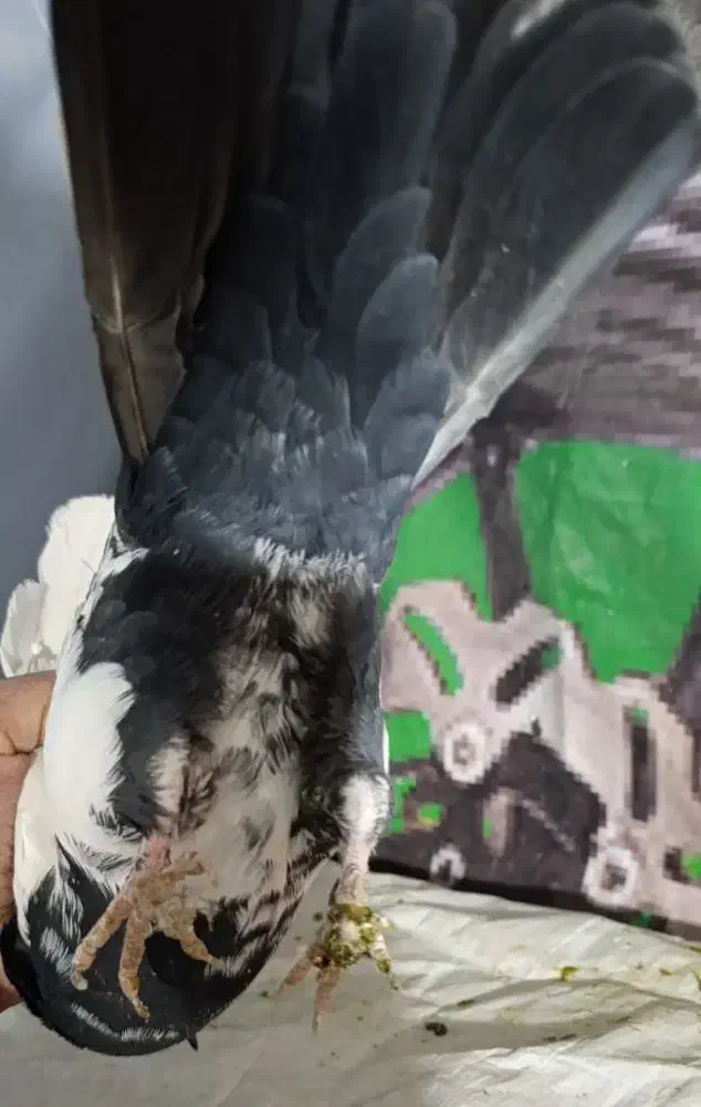 طوطی جوجه|پرنده|نیشابور, شهید بهشتی|دیوار